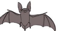 bat200